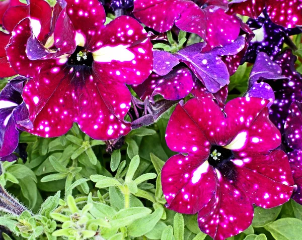 Bright Petunia flowers Lightning Sky — Stock Photo, Image