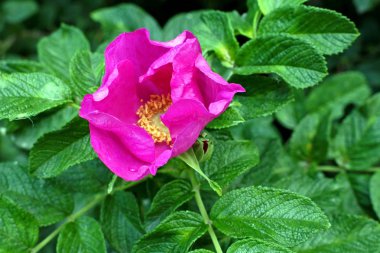 bahçede pembe gül gül çiçeği