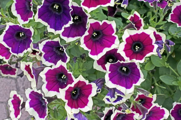 Цветки Petunia cascadias rim magenta — стоковое фото