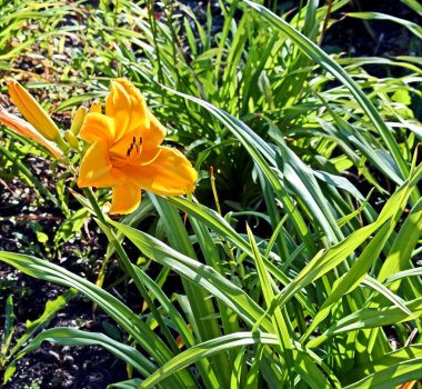 bahçede parlak ve taze sarı Lily