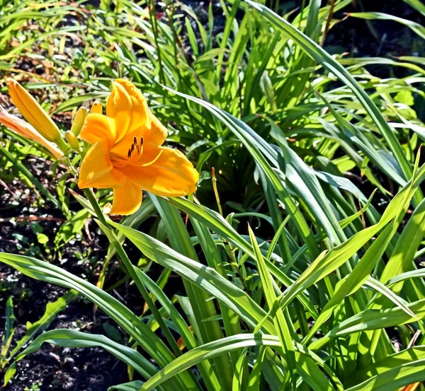 bahçede parlak ve taze sarı Lily