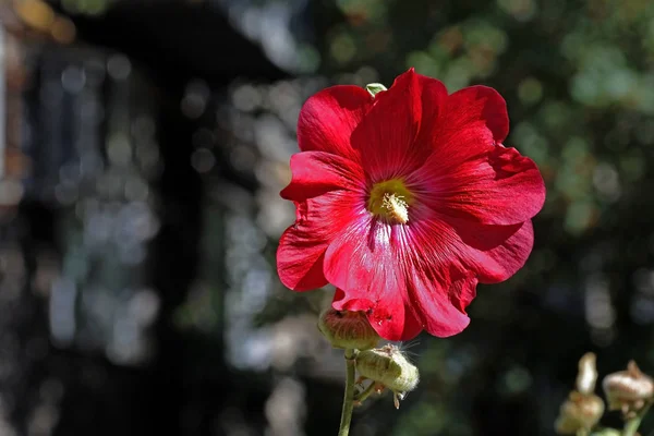 Mauve rouge fleurie éclairée par le soleil — Photo