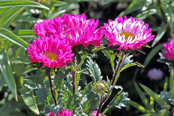 Hermoso fresco rosa Aster en el jardín —  Fotos de Stock