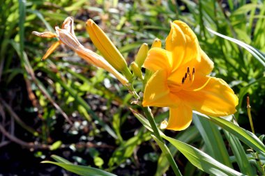 bahçede parlak ve taze sarı Lily