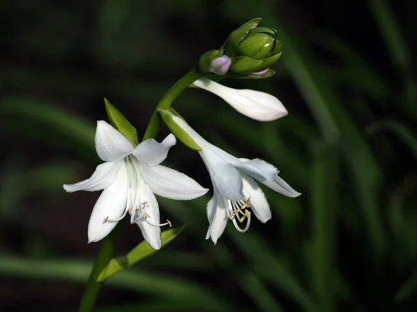 flowers like small white lilies