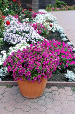 bahçede bir tencerede yeşil sınır ile mor Petunia