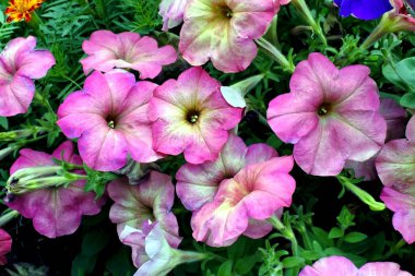 bahçede açan ışık mor petunyalar