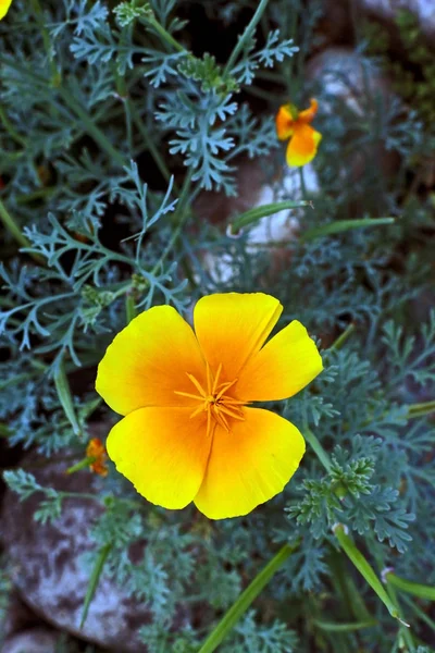 Gelbe Blume namens eschscholzia californica wächst im Garten — Stockfoto