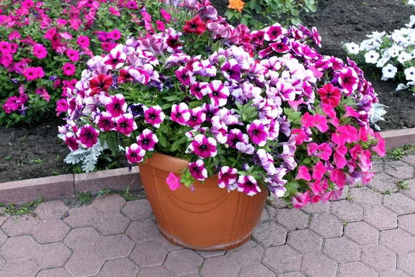 Petunia fresco y colorido en el jardín —  Fotos de Stock