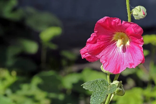 Floreciente malva rosa iluminada por el sol —  Fotos de Stock