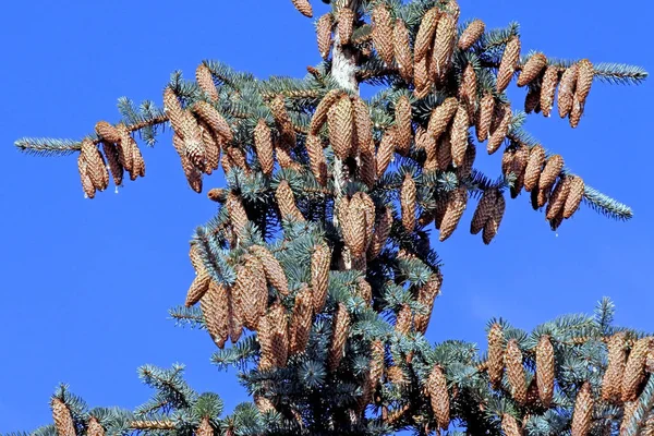 Cones em cima de um abeto azul no fundo do céu azul — Fotografia de Stock