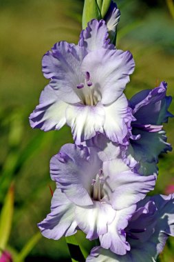 bahçede ışık leylak gladiolus