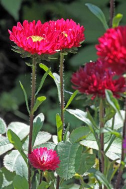 bahçede parlak kırmızı asters, makro, dar odak alanı