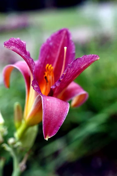 Bahçe makro ışık mor Lily, dar odak alanı — Stok fotoğraf