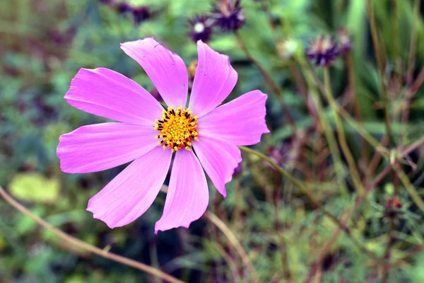 Cosmos rose clair dans le jardin, Familles des Astéracées — Photo