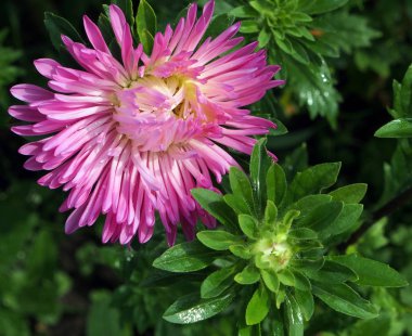 çiy damlayakın çekim, dar odak alanı ile pembe Aster çiçek