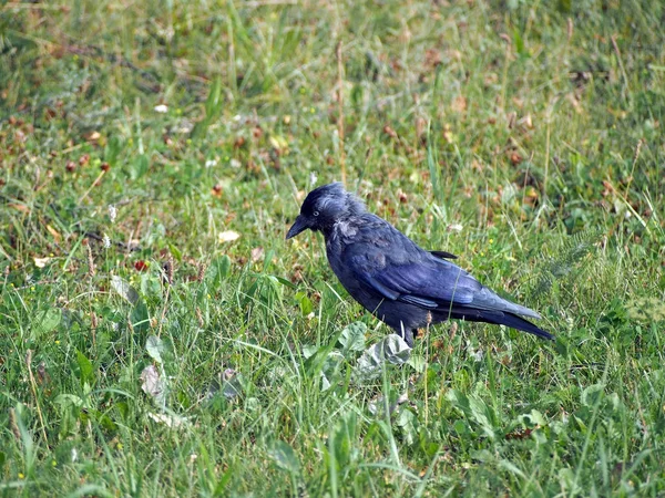 Jackdaw Bird med det latinska namnet Coleus monedula sitter på marken bland gräset — Stockfoto