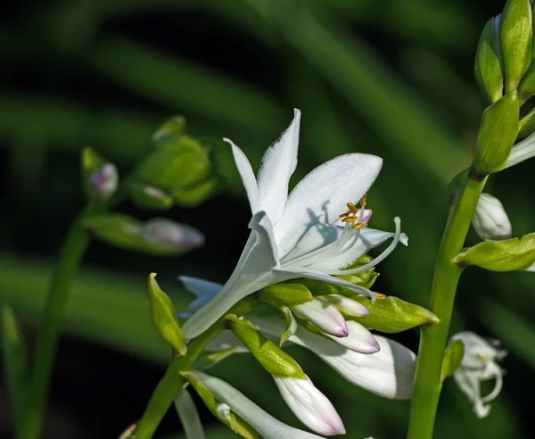 flowers like small white lilies
