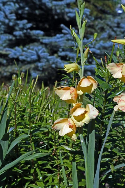 Gelbe Gladiolen im Garten — Stockfoto