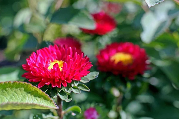 Asters rouge vif dans le jardin, macro, zone de mise au point étroite — Photo