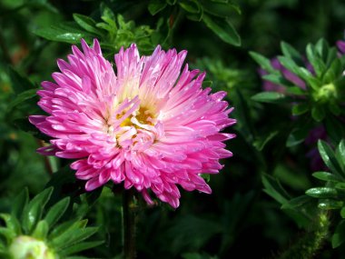 çiy damlayakın çekim, dar odak alanı ile pembe Aster çiçek