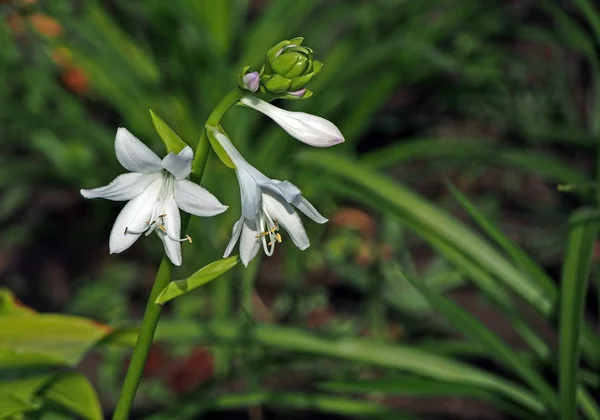 flowers like small white lilies