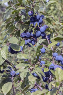 olgunlaşma dikeni, Latince adı Prunus spinosa ile bir berry, dar odak alanı