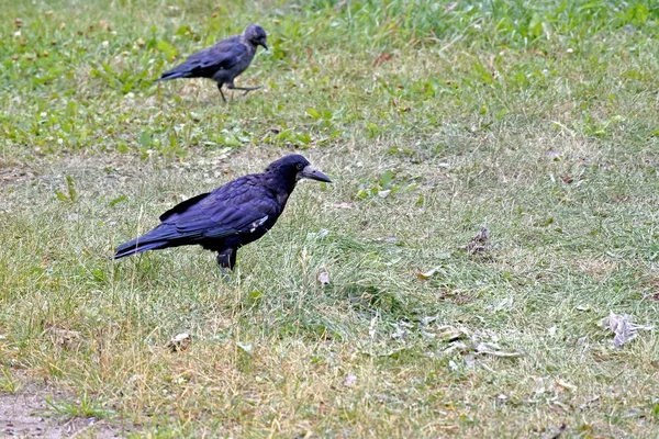 Rook, en fågel med det latinska namnet Corvus frugilegus — Stockfoto