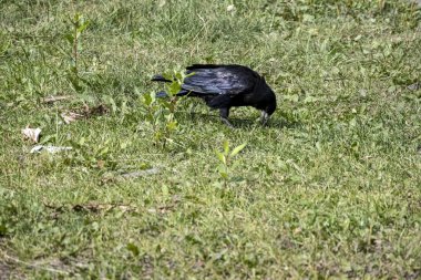 kale, Latince adı Corvus frugilegus olan bir kuş