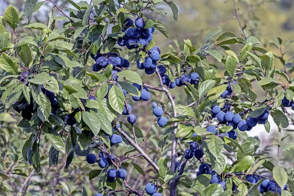 Reifedorn, eine Beere mit dem lateinischen Namen prunus spinosa, schmaler Fokusbereich — Stockfoto