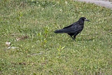 kale, Latince adı Corvus frugilegus olan bir kuş