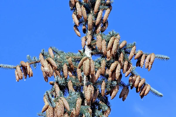 Cones on top of a blue spruce on blue sky background — Stock Photo, Image