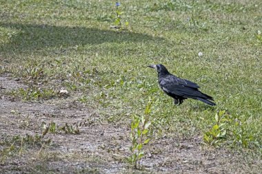 kale, Latince adı Corvus frugilegus olan bir kuş