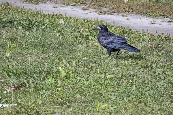 Torre, um pássaro com o nome latino Corvus frugilegus — Fotografia de Stock