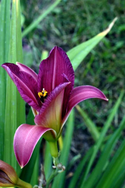 Világos lila liliom a kertben makró, keskeny fókusz terület — Stock Fotó