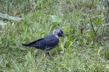 Latince adı Coleus monedula ile jackdaw kuş çim arasında yere oturur