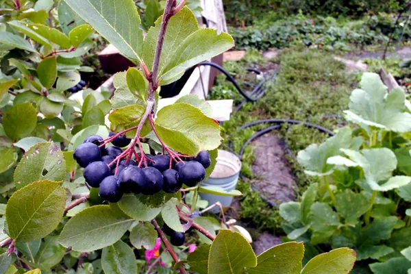 Black Rowan on a Bush in the garden — стоковое фото