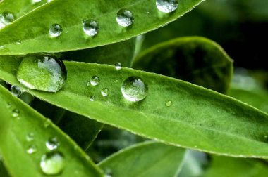 erken saatlerde yeşil yaprakları üzerinde çiy damla, makro