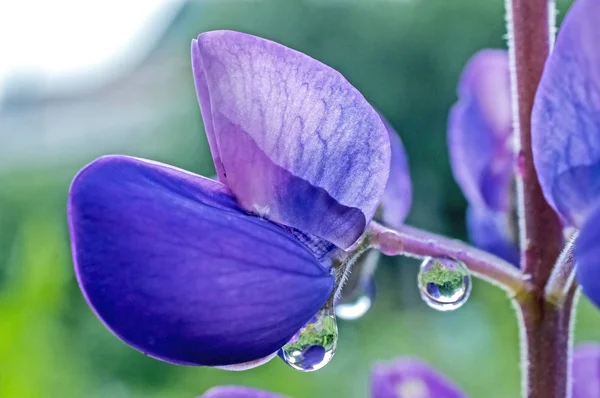 Gotas de chuva em uma flor de tremoço roxa, macro, área de foco estreita — Fotografia de Stock