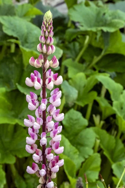 Rosa brillante con Lupin blanco en el jardín — Foto de Stock