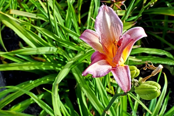 浅紫色百合在花园宏，狭窄的焦点区域 — 图库照片
