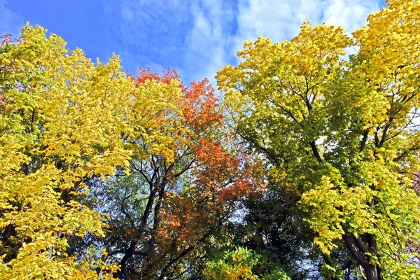Φθινόπωρο πολύχρωμο δέντρο κορώνες εναντίον του γαλάζιου ουρανού — Φωτογραφία Αρχείου