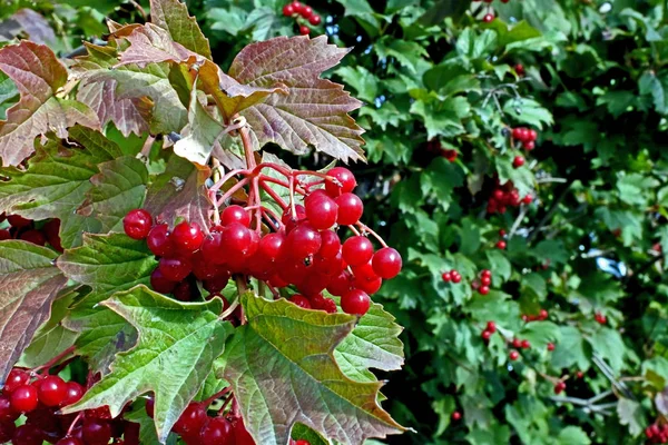 Спелые ягоды вибурнума на Буше — стоковое фото