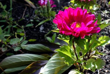 bahçede parlak kırmızı asters, makro, dar odak alanı