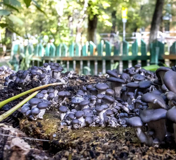 Colonia de hongos en un viejo tocón — Foto de Stock