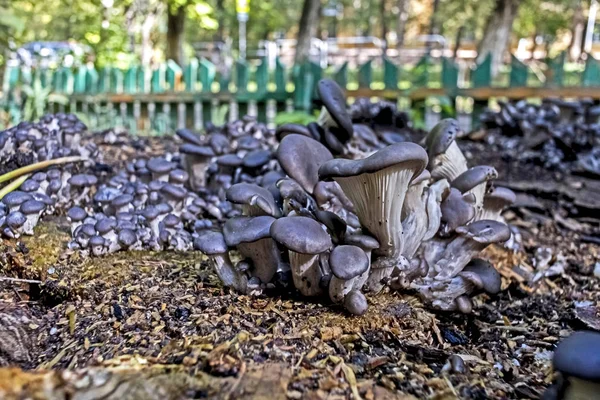 Colonia de hongos en un viejo tocón —  Fotos de Stock