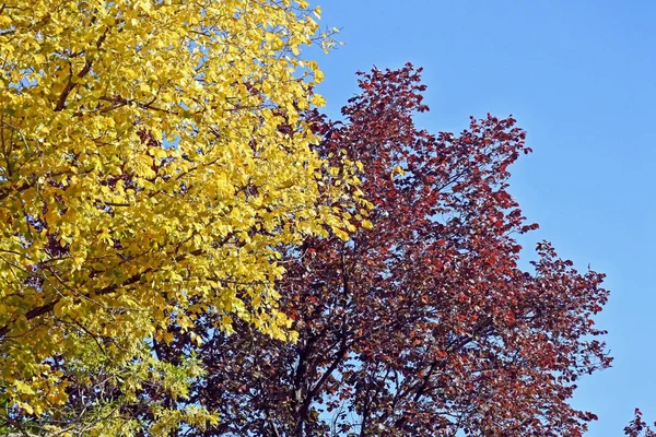 Otoño coloridas coronas de árboles contra el cielo azul —  Fotos de Stock