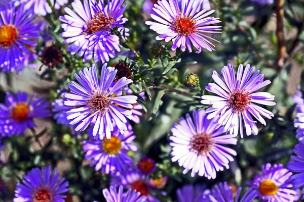 Fioritura lilla Bush in giardino Erigeron — Foto Stock