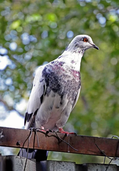 Paloma blanca y azul se sienta en una cerca —  Fotos de Stock