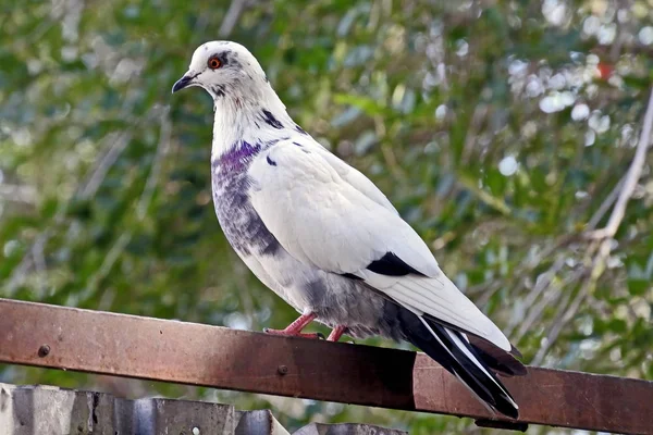 Paloma blanca y azul se sienta en una cerca —  Fotos de Stock